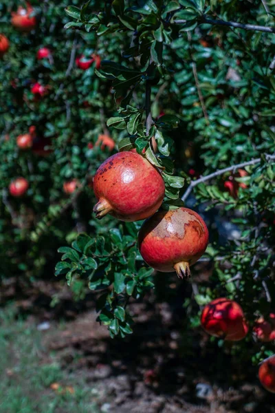 Red Ripe Pomegranates Grow Pomegranate Tree Garden — Stock Photo, Image