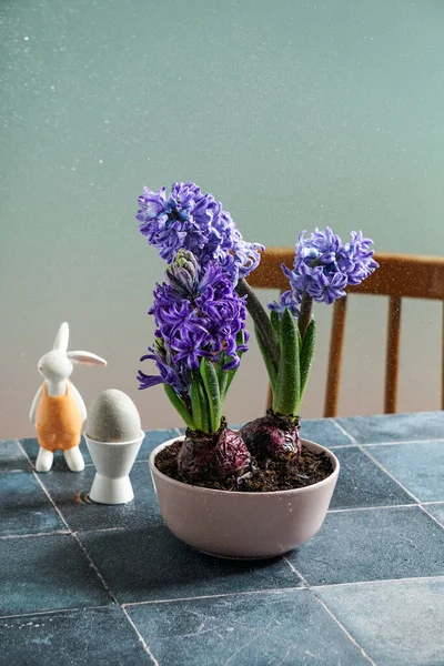 Фіолетові Гіацинти Краплями Води Натюрморт Весняна Великодня Композиція Фоні Синьої — стокове фото