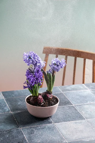 Jacintos Púrpura Con Agua Gotas Naturaleza Muerta Composición Pascua Primavera — Foto de Stock