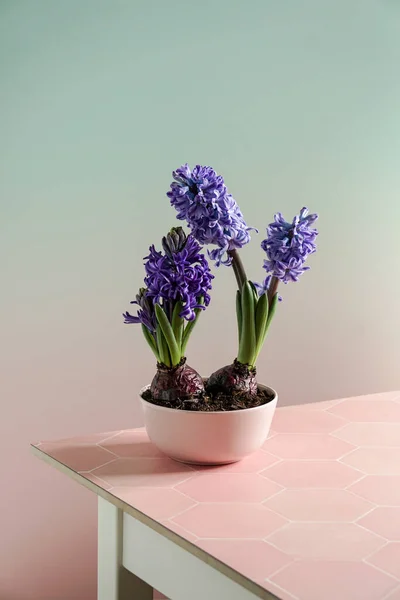 Jacintos Púrpura Naturaleza Muerta Composición Pascua Primavera Sobre Fondo Rosa —  Fotos de Stock