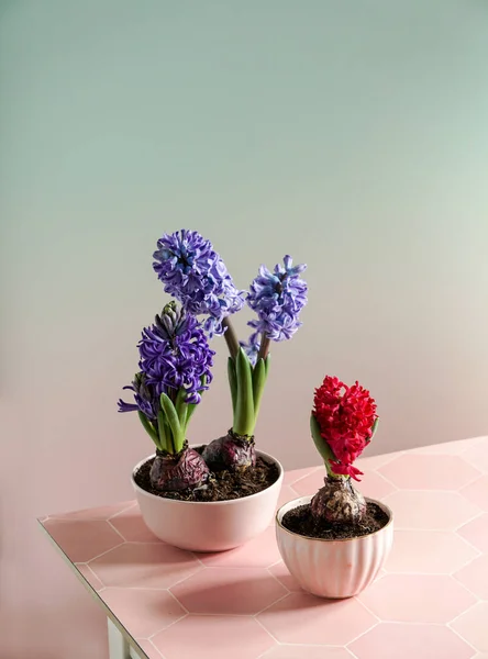 Jacintos Púrpura Naturaleza Muerta Composición Pascua Primavera Sobre Fondo Rosa —  Fotos de Stock