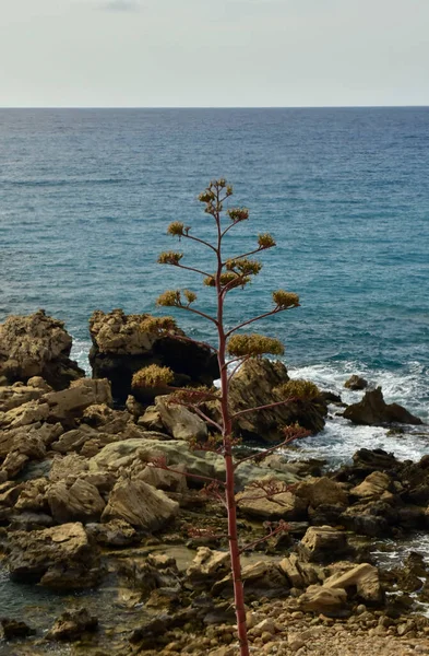 Άποψη Της Ακτής Της Κύπρου Μια Καλοκαιρινή Μέρα Διακοπών — Φωτογραφία Αρχείου