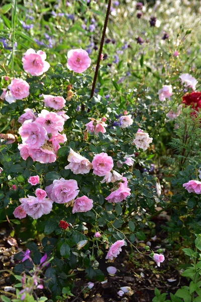 Ein Privater Garten September Voll Blühender Blumen Gräser Sträucher Gerade — Stockfoto