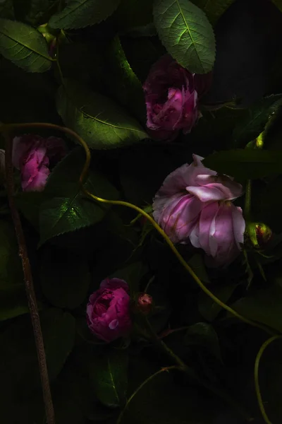 葉の植物構成 スタジオの黒い背景に撮影する ストック写真