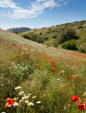 Yaz yeşili çimen, güzel açık mavi gökyüzü, yaz ortası..