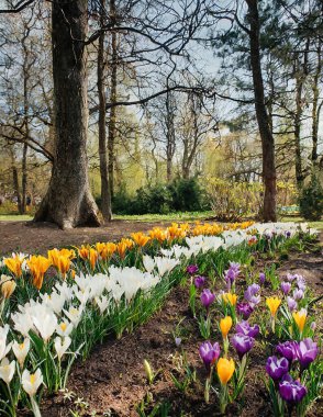Botanik bahçesinde güzel renkli timsahlar, baharın müjdecileri.