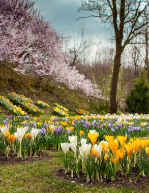 Botanik bahçesinde güzel renkli timsahlar, baharın müjdecileri.
