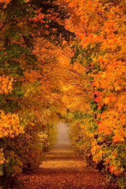 Ormanlarda, parklarda ve bahçelerde güçlü ve yoğun renklerle dolu sonbahar zamanı.