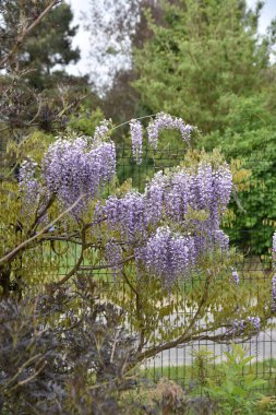 Baharda bir Mayıs sabahında bahçe, güzel açan ağaçlar ve çalılar.