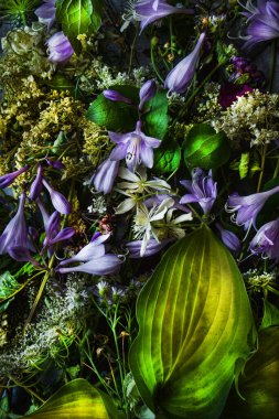 Bitkilerin bileşimi, siyah arka planda, durgun yaşam