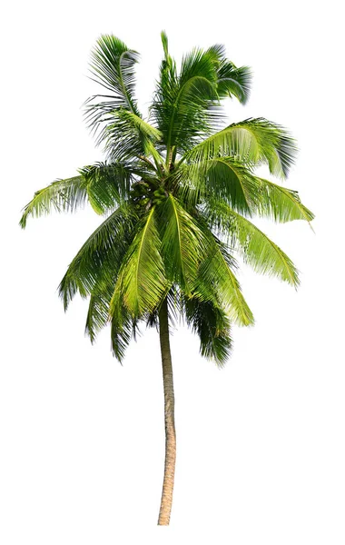Coconut Palm Tree Geïsoleerd Een Witte Achtergrond — Stockfoto