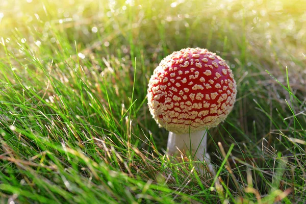 Roter Pilz Fliegenpilz Amanita Muscaria Grünen Gras — Stockfoto