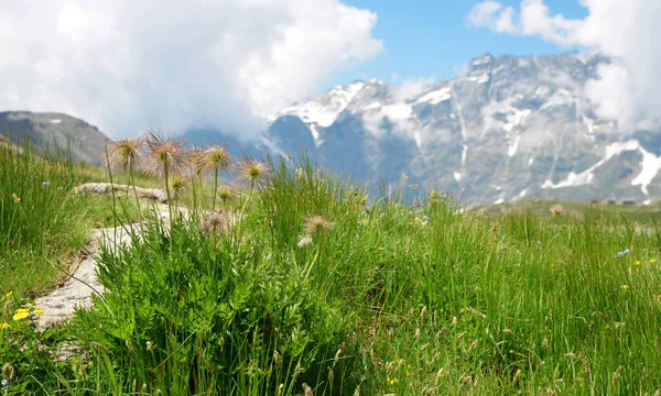 Alpine Pasqueflower Pulsatilla Alpina Mountain Meadow Summer Landscape Breuil Cervinia —  Fotos de Stock