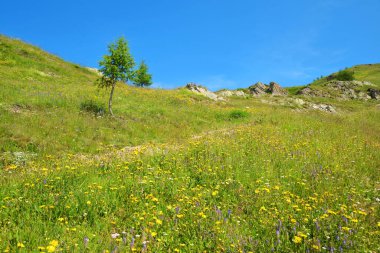 İtalya 'nın Aosta Vadisi' nde çiçek açan alp çayırları.
