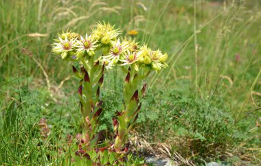 Güzel sarı çiçeklere yakın çekim Sempervivum wulfenii veya dağ çayırlarında yetişen Houseleeks. 