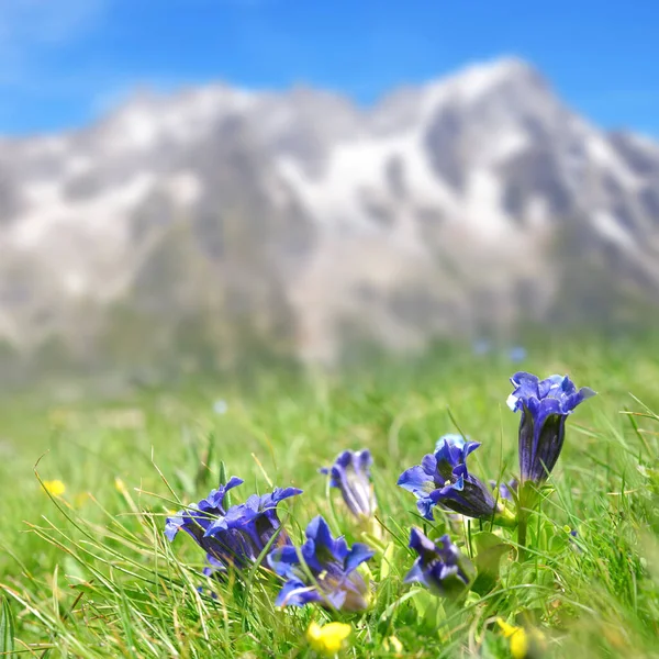 Blue Flowers Stemless Gentian Gentiana Acaulis Growing Mountain Meadow Summer — Stock Photo, Image