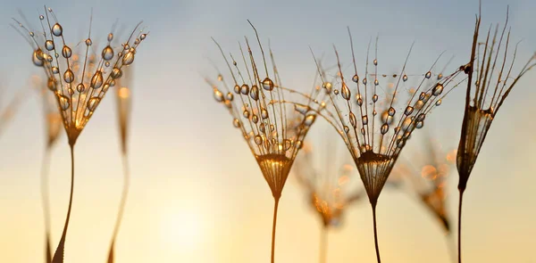 Water Drops Dandelion Seeds Sunrise Morning Dew Closeup Nature Background — Stock Photo, Image