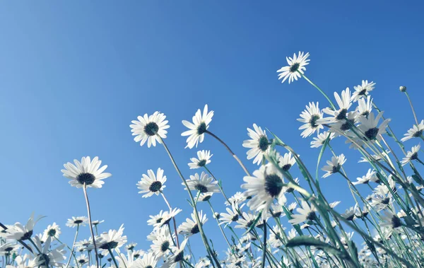 Marguerite Madeliefjes Weide Met Blauwe Lucht Achtergrond Voorjaarsbloem — Stockfoto