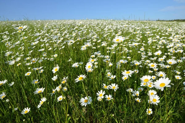 Marguerite Daisies Meadow Spring Flower — Foto Stock