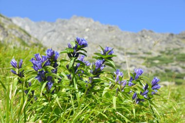 Mala Studena Vadisi, Vysoke Tatry (High Tatras), Slovakya 'da çiçek söğüdü (Gentiana asclepiadea).