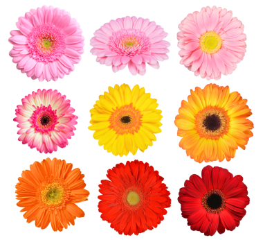 Koleksiyon renkli Gerbera çiçekleri izole, PNG.