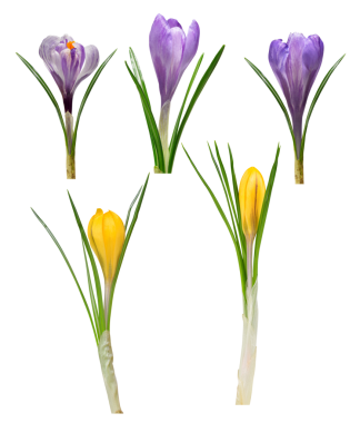 Bahar çiçekleri yalıtılmış, PNG.