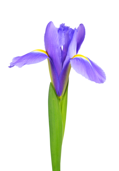 İris çiçeği şeffaf arkaplanda izole edildi, PNG.