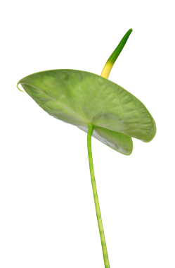 Şeffaf arkaplanda izole edilmiş Anthurium çiçekleri, PNG.