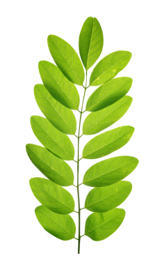 Acacia 'nın taze yeşil bahar yaprağı veya Siyah Çekirge şeffaf arkaplanda izole edilmiş, PNG.