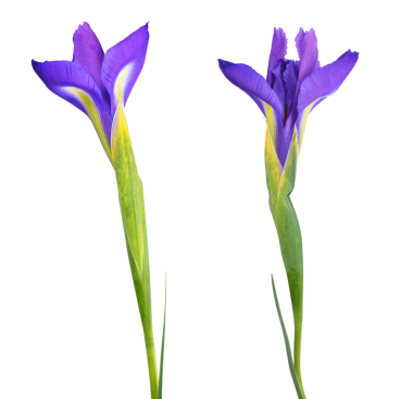 Mavi iris çiçeği şeffaf arkaplanda izole edildi, PNG.