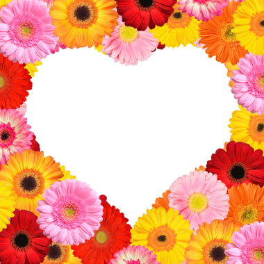 Renkli Gerbera çiçeklerinden kalp şeklinde çerçeve şeffaf arkaplanda izole edilmiş, PNG.