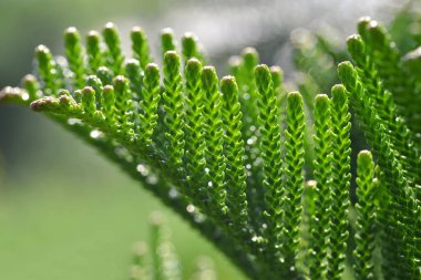 Coral reef araucaria or Araucaria Columnaris close up. The tree is endemic to New Caledonia. clipart