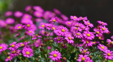 Yerli Daisy veya Brachyscome Pacific Reef, mor çiçek.