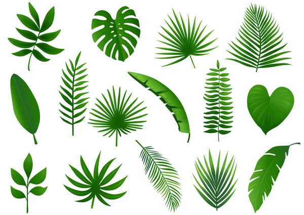 熱帯の葉のセット ベクターイラスト — ストックベクタ