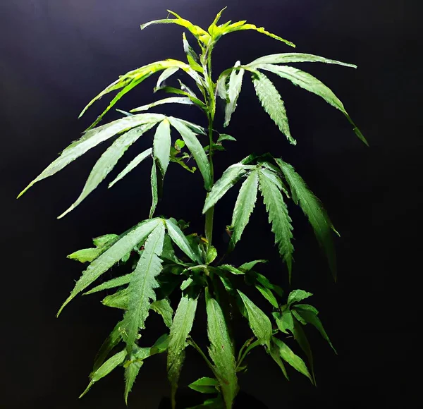 Esrar Bitkisi Siyah Kirli Arka Planda Marihuana Yetiştirmek Esrar Yetiştirmek — Stok fotoğraf