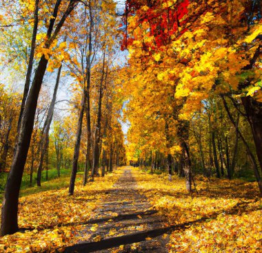 Ağaçlarla dolu bir sonbahar sokağı ve güzel turuncu yapraklar. Sonbahar sokağında yürüyüş yolu. Üç boyutlu çizim. Soyut dijital resim.