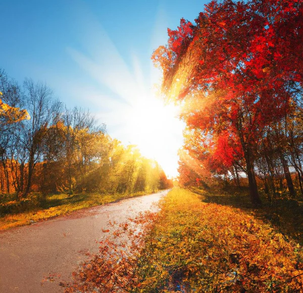 Estrada Paisagem Outono Com Árvores Folhas Caídas Belas Cores Alaranjadas — Fotografia de Stock