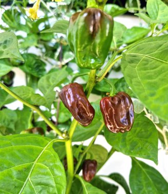 Çikolatalı Habaneros biberli bir bitkinin (Capsicum chinense) ya da Habanero Negro.