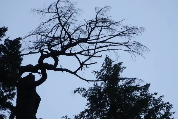 KURUVA Adası, Hindistan 'ın Kerala kentindeki Kabini Nehri üzerinde bulunan bir ada kümesidir.