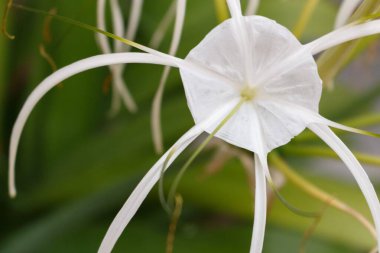tatlı beyaz çiçek