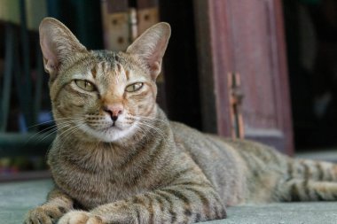 Kedi yerde yatıyor.