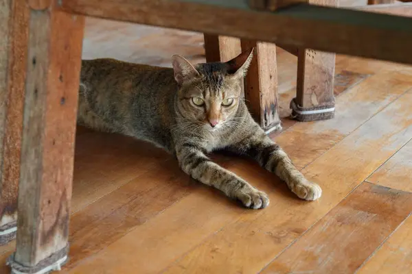 Kedi tahta sandalyenin altında, tahta zeminde oturuyor.