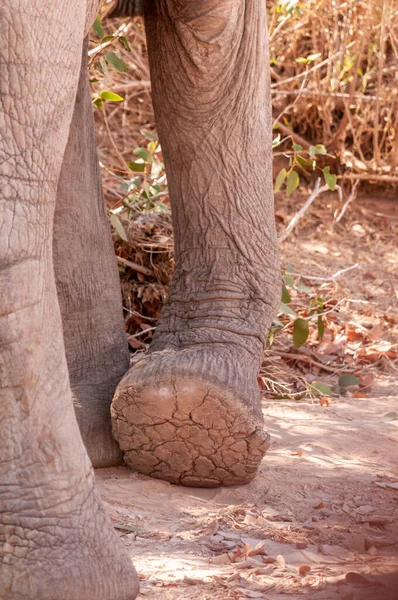 Closeup Sole Elephants Foot — Stock Photo, Image