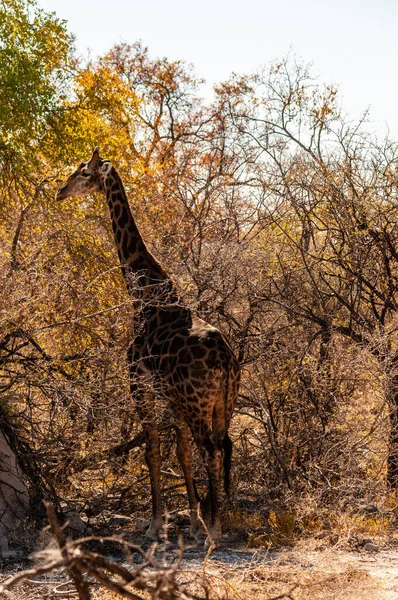 纳米比亚埃托沙国家公园内的安哥拉长颈鹿 长颈鹿 长颈鹿脖子闭锁 — 图库照片