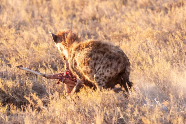 Nahaufnahme Einer Gefleckten Hyäne Crocuta Crocuta Mit Einer Beute Gesehen — Stockfoto