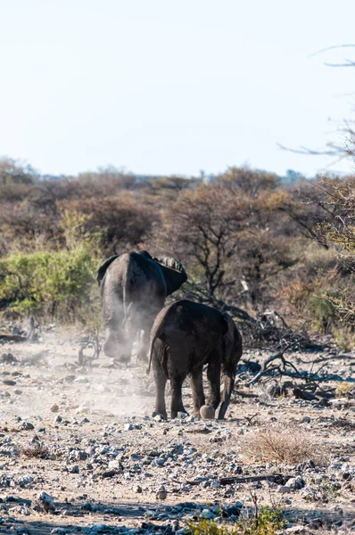 一群非洲大象 洛索多塔非洲 在纳米比亚埃托沙国家公园的水洞里洗澡后走过 — 图库照片