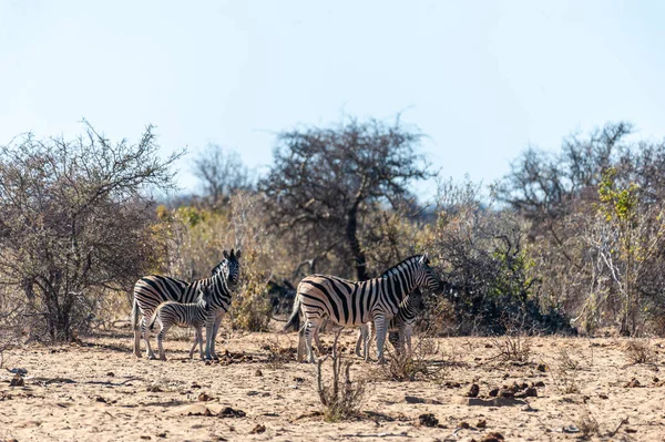 Grupo Burchells Plains Zebra Equus Quagga Burchelli Caminando Por Las —  Fotos de Stock