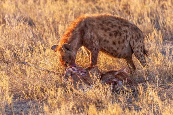 在纳米比亚埃托沙国家公园的日落黄金时间 一只斑点的海耶纳 克罗库塔克罗库塔与猎物的特写镜头 — 图库照片