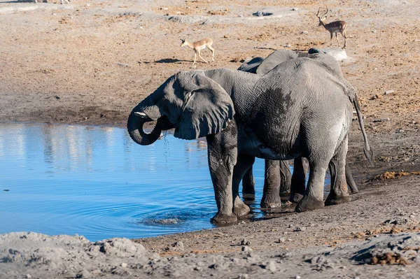 Dos Elefantes Africanos Loxodonta Africana Bebiendo Pozo Agua Parque Nacional — Foto de Stock
