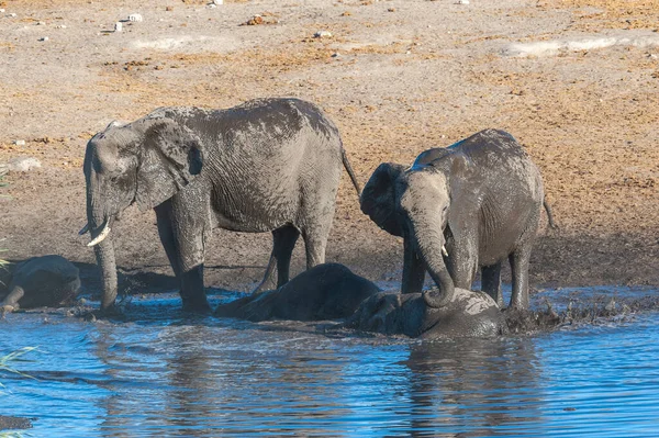 Group African Elephants Loxodonta Africana Drinking Taking Bath Waterhole Etosha — Stock Photo, Image